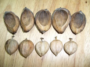 noix carya glabra noix carya glabra